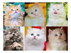 Persian hamalian british punch face piki face cat's and kitten's