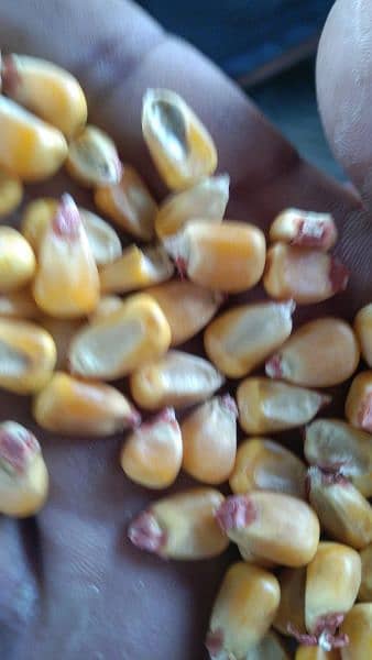 Wheat Corn Rice For Sale Import and Export 1