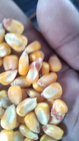 Wheat Corn Rice For Sale Import and Export 2