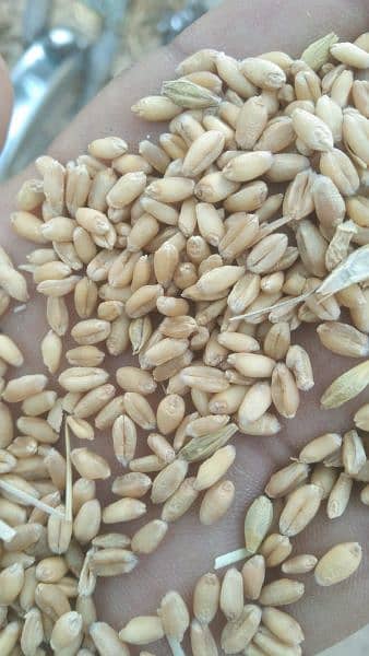 Wheat Corn Rice For Sale Import and Export 3