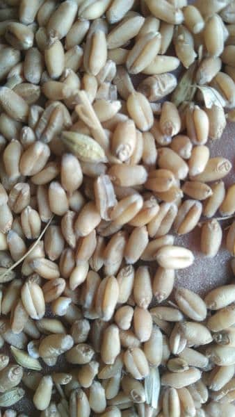 Wheat Corn Rice For Sale Import and Export 4