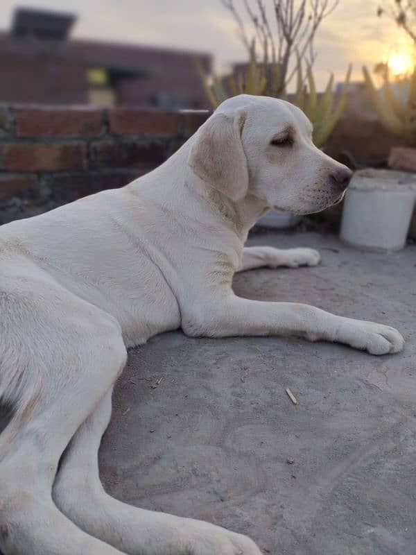 Labrador Fresh Female 0