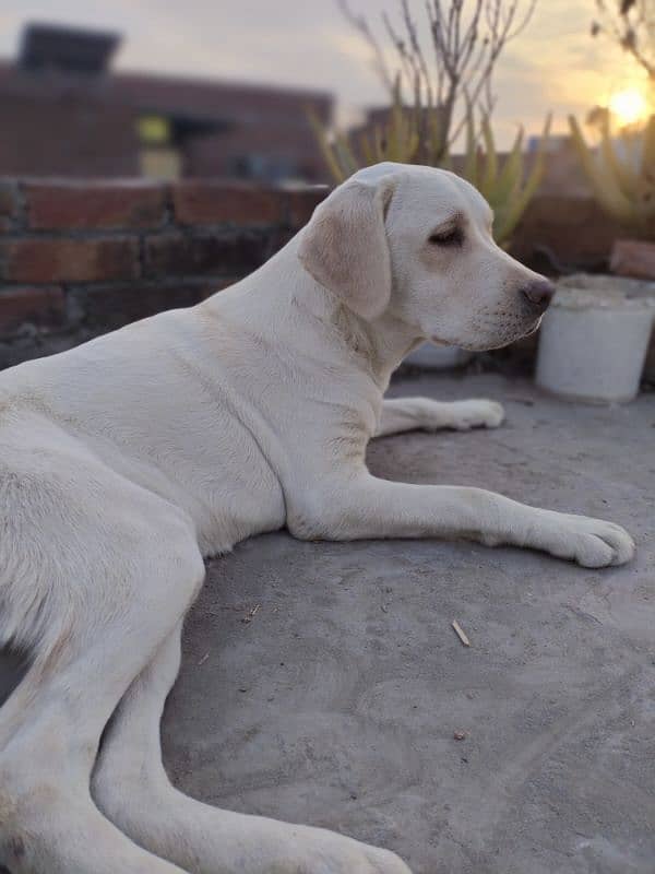 Labrador Fresh Female 1