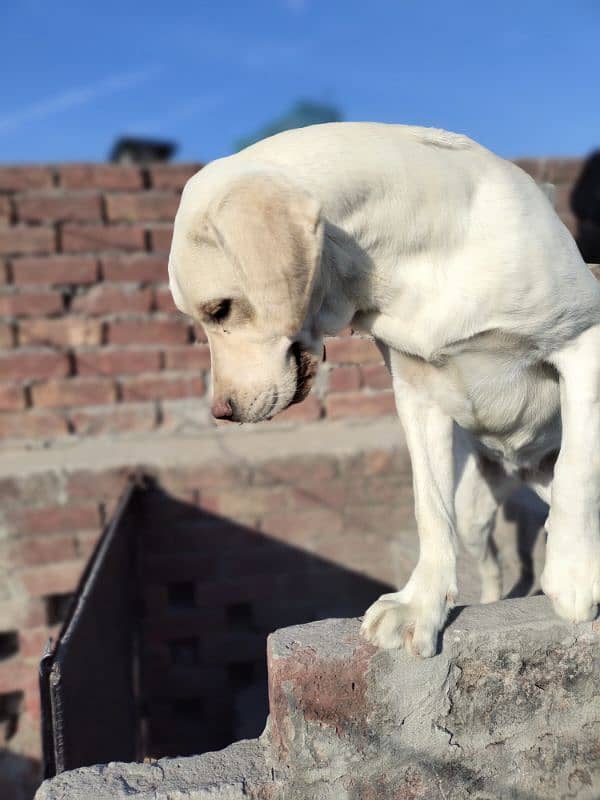 Labrador Fresh Female 2