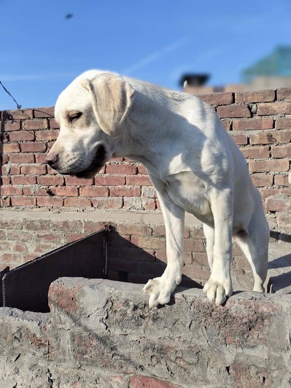 Labrador Fresh Female 3