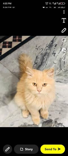 cat sale  5 mant age washrim washrim ma kerti ha