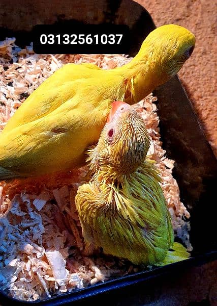 YeLLoW RiNG Chicks 0