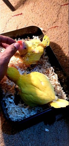 YeLLoW RiNG Chicks 1