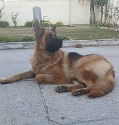 German Shepherd Breeder Long coat read full ad plz