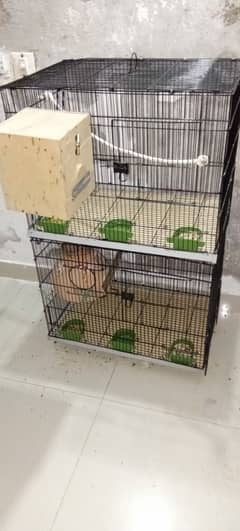 2 breeder pair for sale active and healthy with cage 2 portion