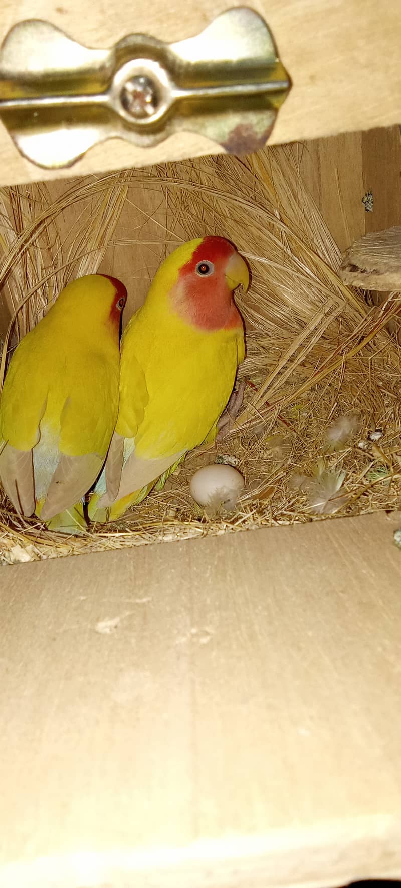 2 breeder pair for sale active and healthy with cage 2 portion 5