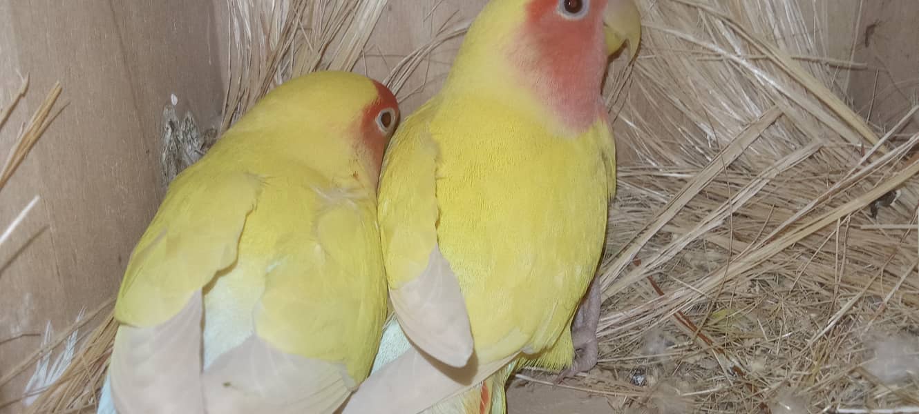 2 breeder pair for sale active and healthy with cage 2 portion 9