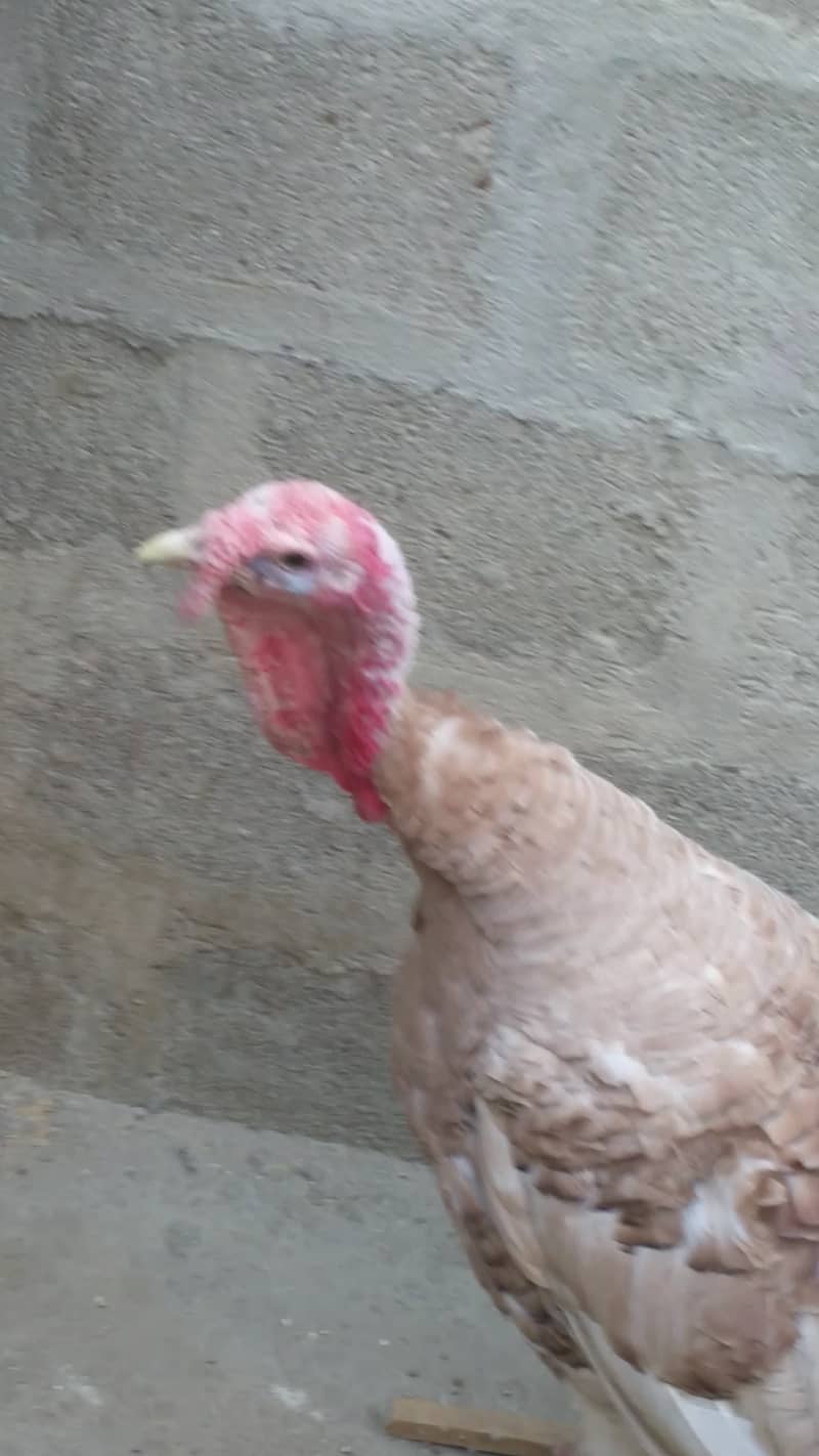 Turky  Male 1