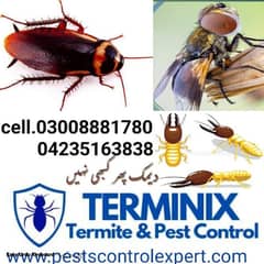 Termite/