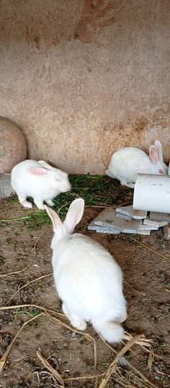 red eyed white coloured breeder rabbit pairs for sale.