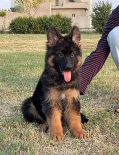 Garman shepherd puppies for sale 03287576736 call wahtasp