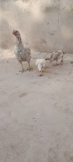 Aseel Chicks For Sale