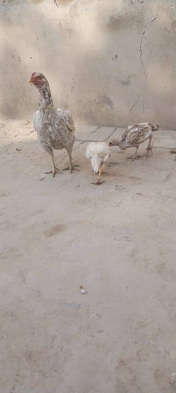 Aseel Chicks For Sale 0