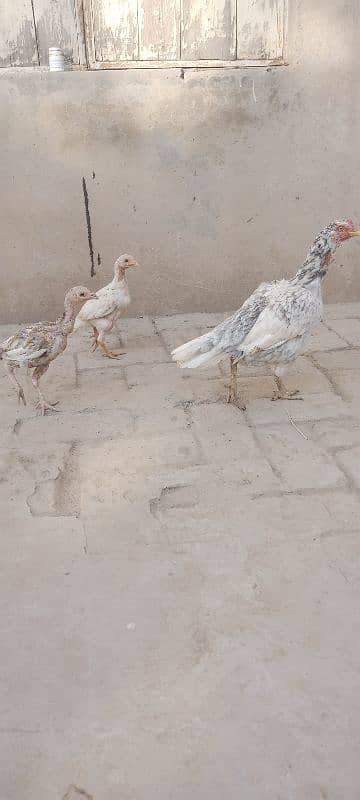 Aseel Chicks For Sale 1