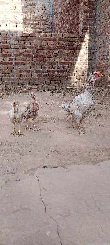 Aseel Chicks For Sale 2