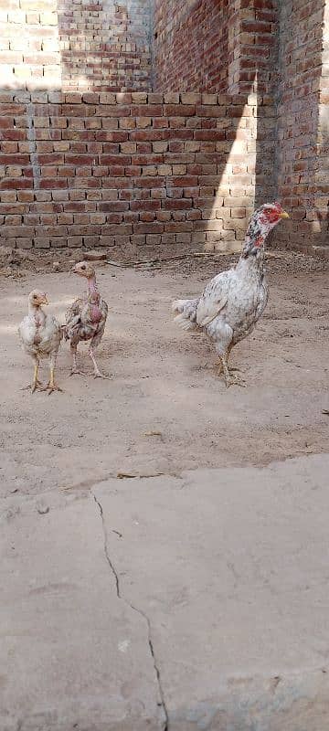 Aseel Chicks For Sale 3