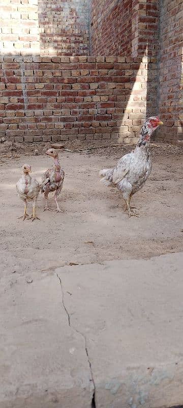 Aseel Chicks For Sale 4