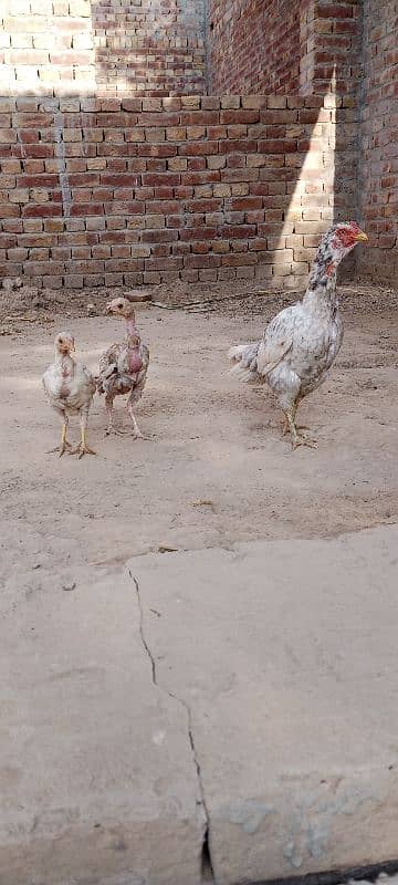 Aseel Chicks For Sale 5