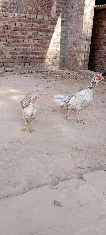 Aseel Chicks For Sale 6