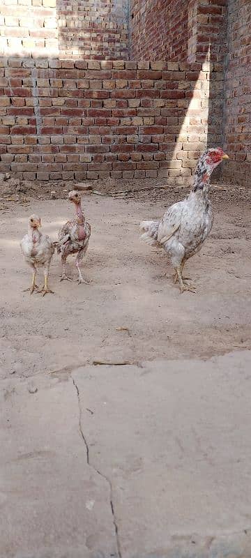 Aseel Chicks For Sale 7