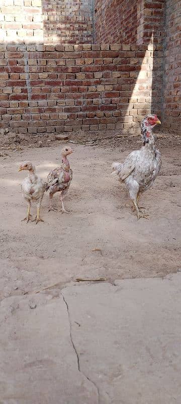 Aseel Chicks For Sale 8