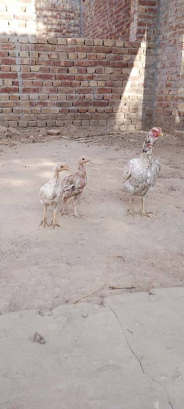 Aseel Chicks For Sale 9