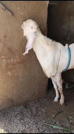 Rajanpuri Gulqbi Male breader