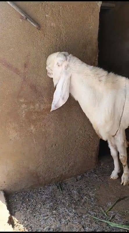 Rajanpuri Gulqbi Male breader 1