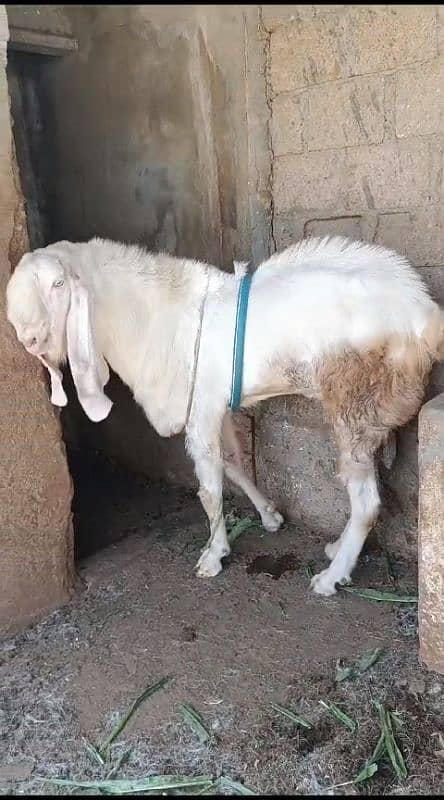 Rajanpuri Gulqbi Male breader 2