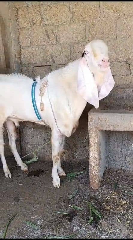 Rajanpuri Gulqbi Male breader 3