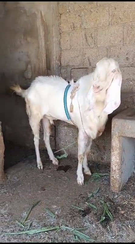 Rajanpuri Gulqbi Male breader 4