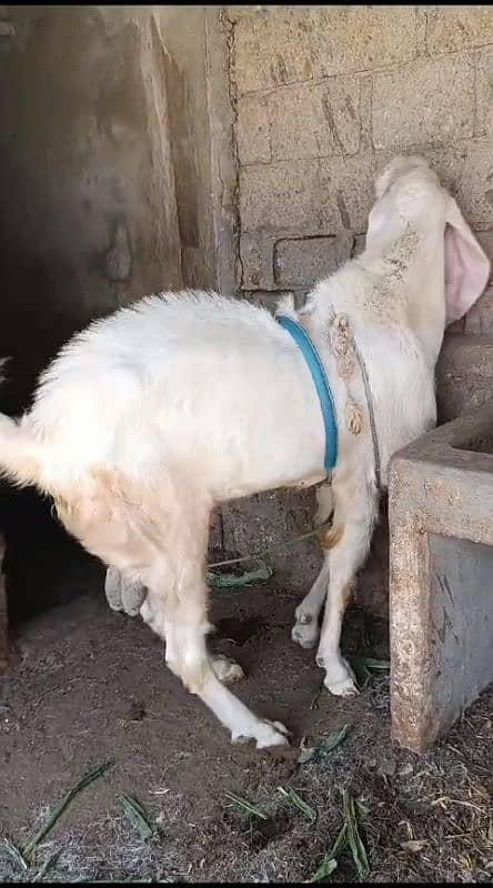 Rajanpuri Gulqbi Male breader 5