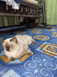 Persian Cat