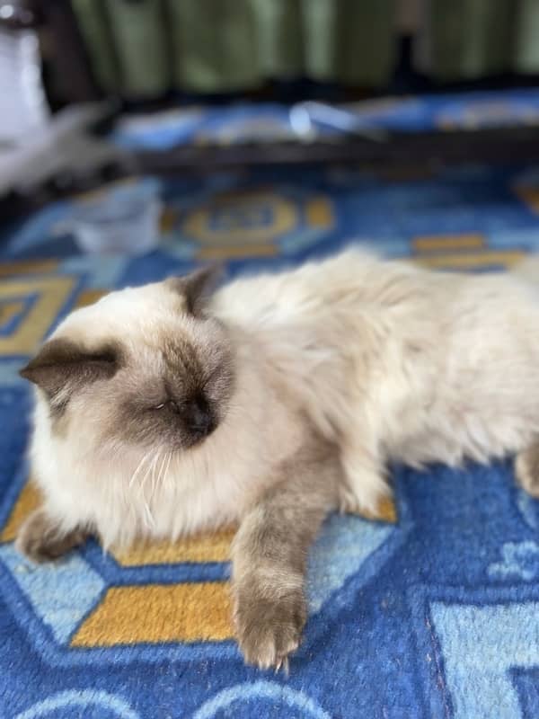 Persian Cat 1