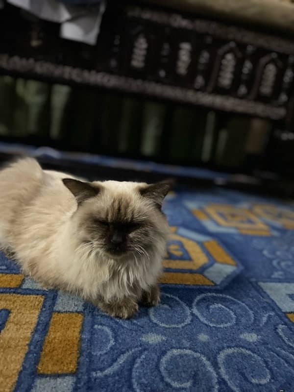 Persian Cat 2