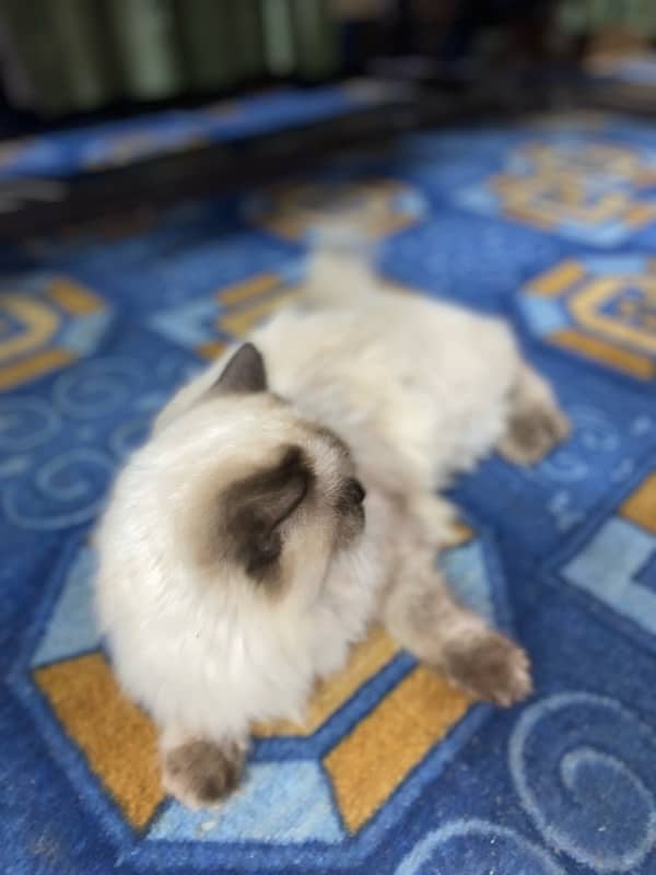 Persian Cat 3