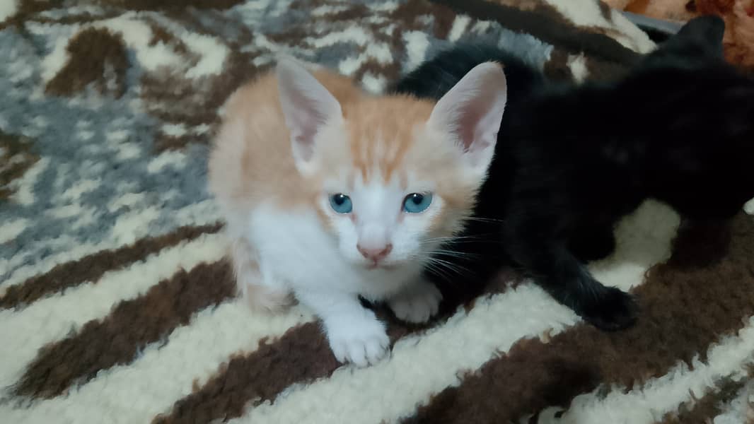 1 month old kittens up for adoption! (pair) 0