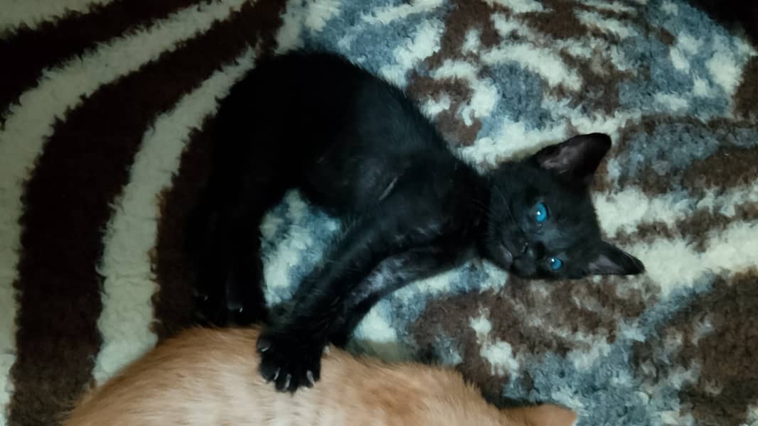 1 month old kittens up for adoption! (pair) 1