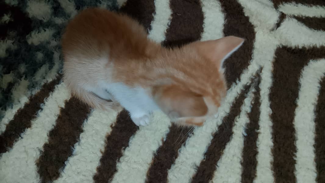 1 month old kittens up for adoption! (pair) 2