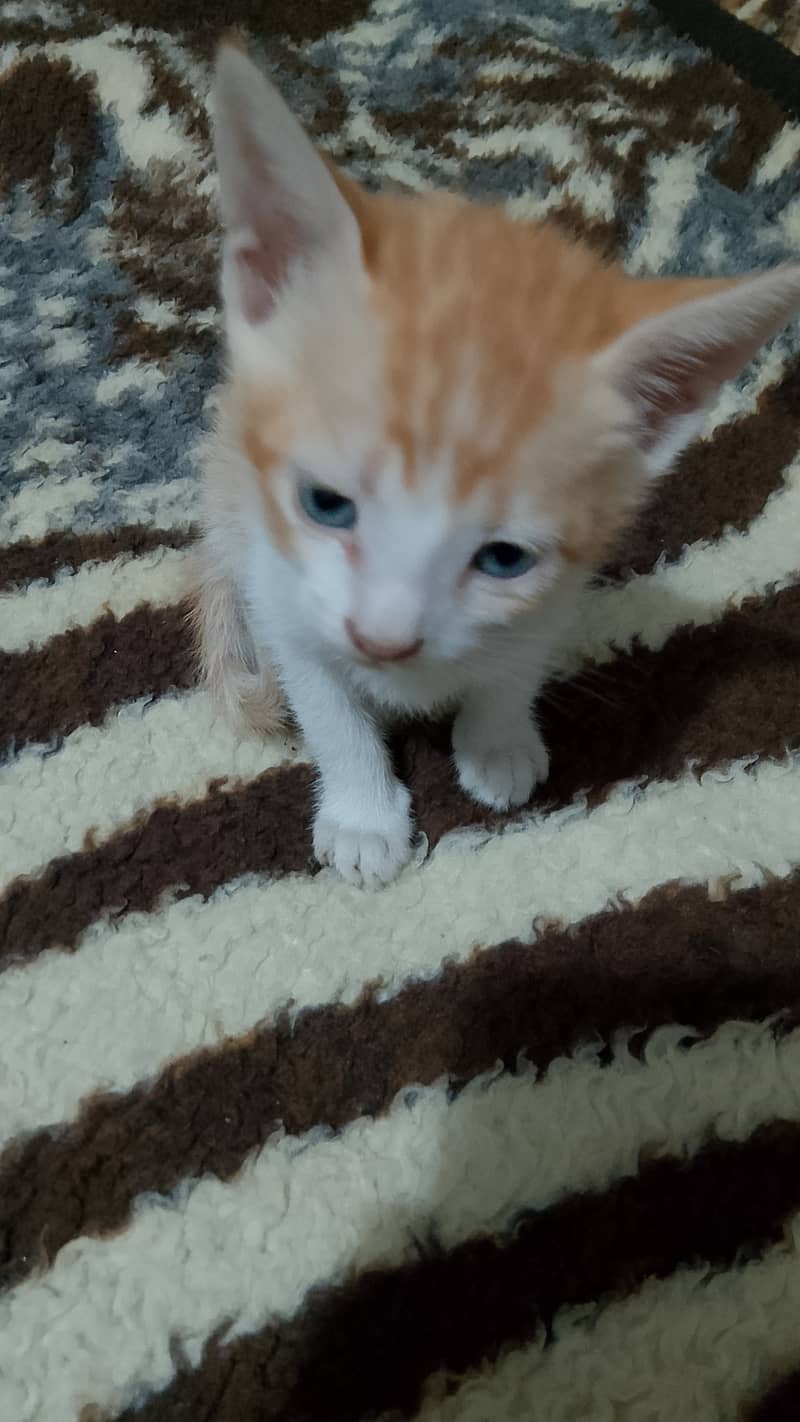 1 month old kittens up for adoption! (pair) 5