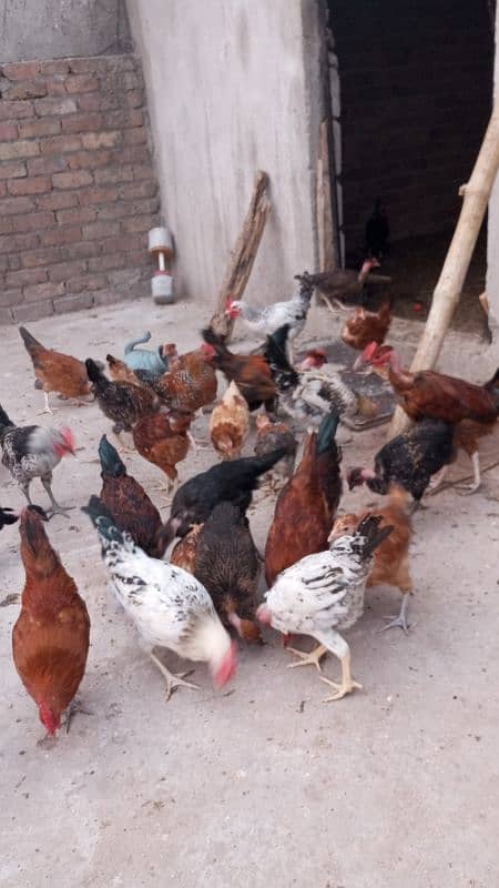 80 days old desi chicks/golden misri chicks/ desi choose/ desi hens ri 3