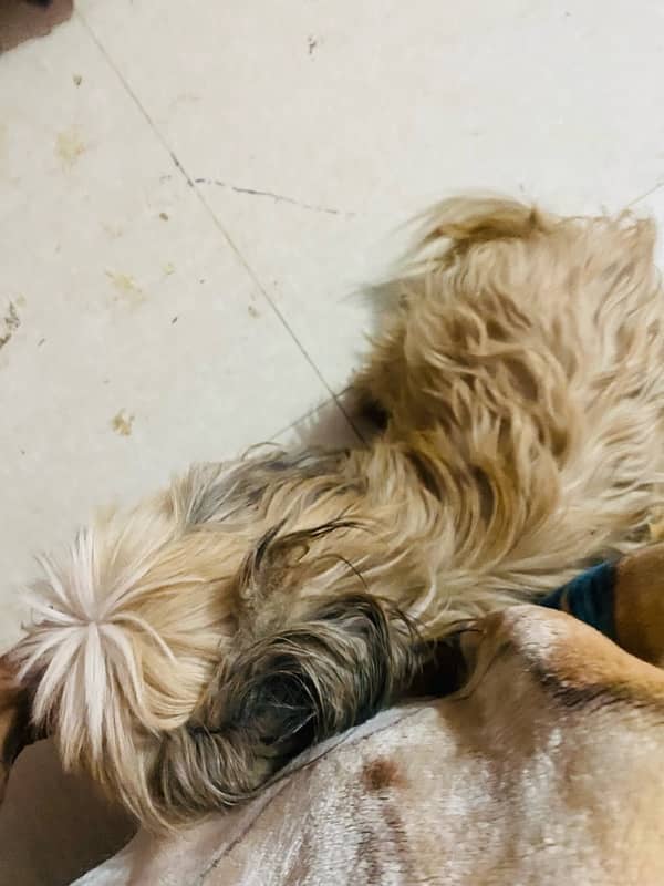 Shihtzu male non ped long hair 3