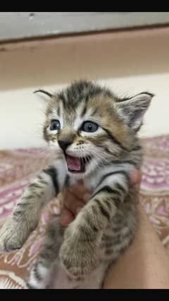 grey persian kitten