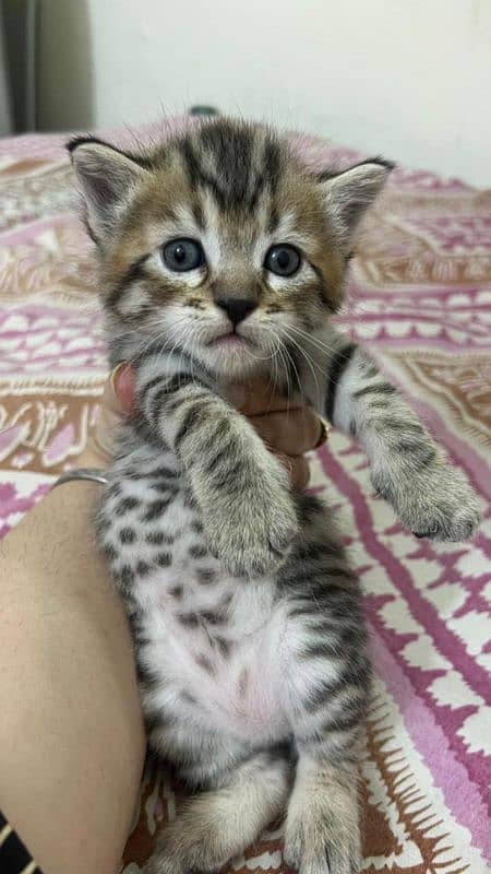 grey persian kitten 1