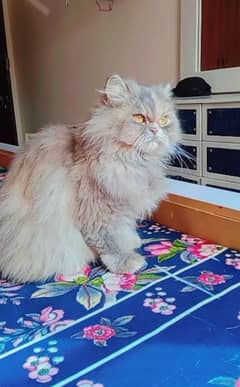 Persian cat female